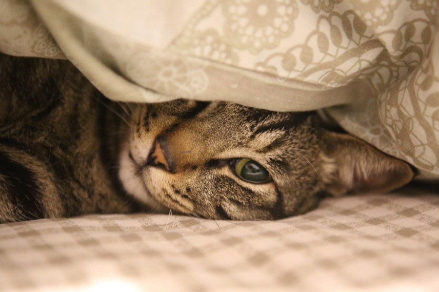 くつろぐ猫