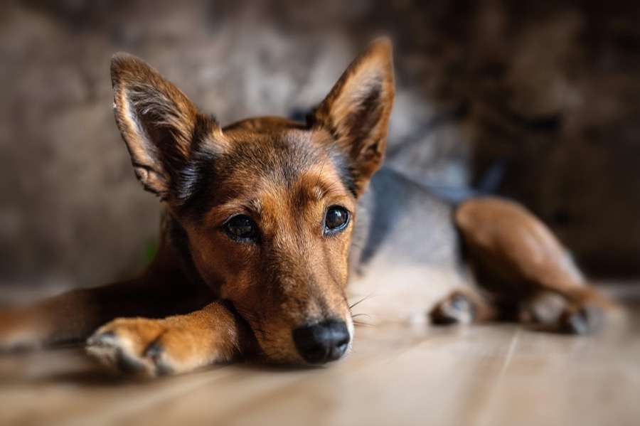 床で休む犬